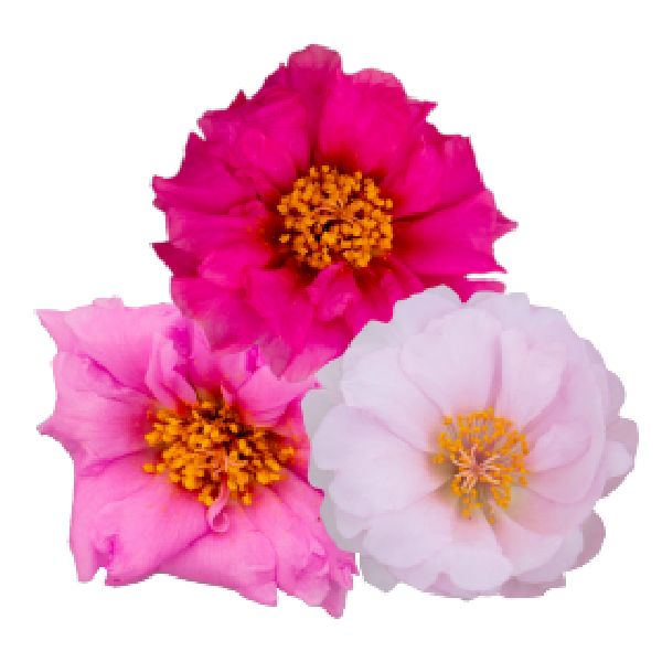 Насіння портулаку Сандіел F1 валентайн суміш (valentine mix) /1.000 насінин/ *Benary*