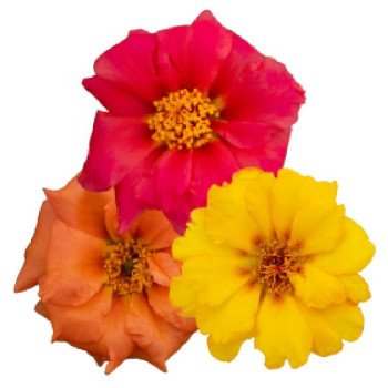 Портулак Сандиел F1 вулкано смесь (volcano mix) /1.000 семян/ *Benary*