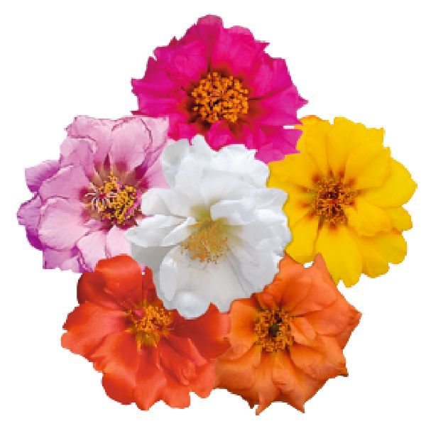 Насіння портулаку Сандіел F1 калієнті суміш (caliente mix) /1.000 насінин/ *Benary*