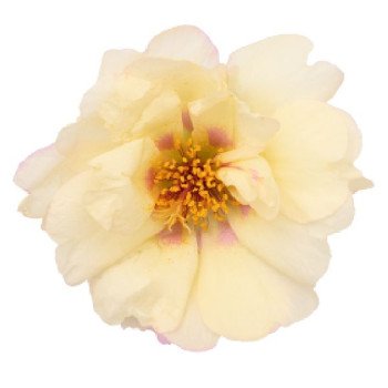 Портулак Сандиел F1 криам (cream) /1.000 семян/ *Benary*