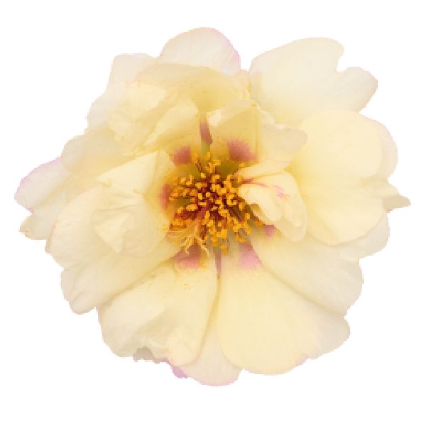 Насіння портулаку Сандіел F1 кріам (cream) /1.000 насінин/ *Benary*