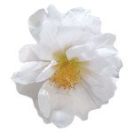 Портулак Сандіел F1 білий (white) /1.000 насінин/ *Benary*