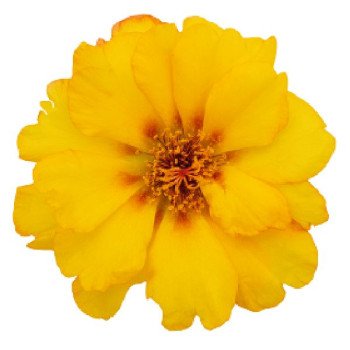 Портулак Сандиел F1 золотой (gold) /1.000 семян/ *Benary*