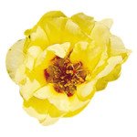 Портулак Сандіел F1 жовтий (yellow) /1.000 насінин/ *Benary*