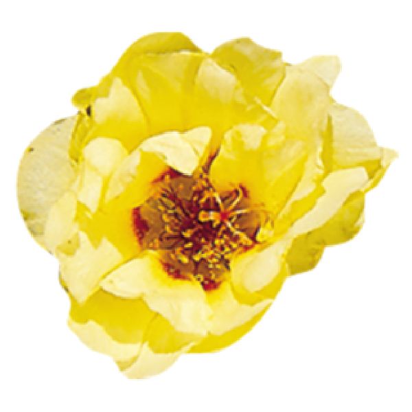 Насіння портулаку Сандіел F1 жовтий (yellow) /1.000 насінин/ *Benary*