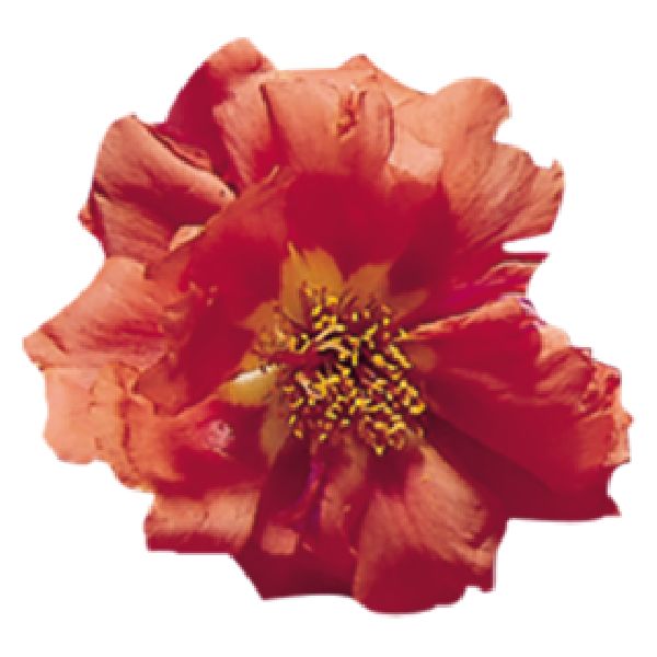 Насіння портулаку Сандіел F1 помаранчевий (orange) /1.000 насінин/ *Benary*