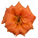 Портулак Сандіел F1 танжерін (tangerine) /1.000 насінин/ *Benary*