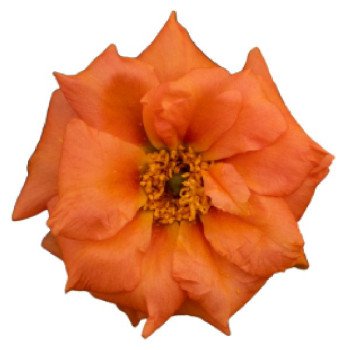 Портулак Сандиел F1 танжерин (tangerine) /1.000 семян/ *Benary*