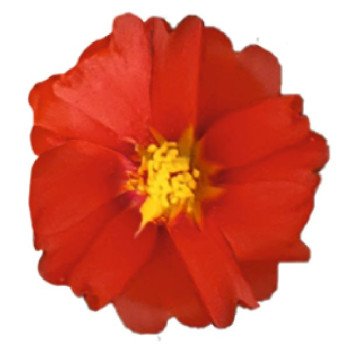 Портулак Сандиел F1 темно-красный (deep red) /1.000 семян/ *Benary*