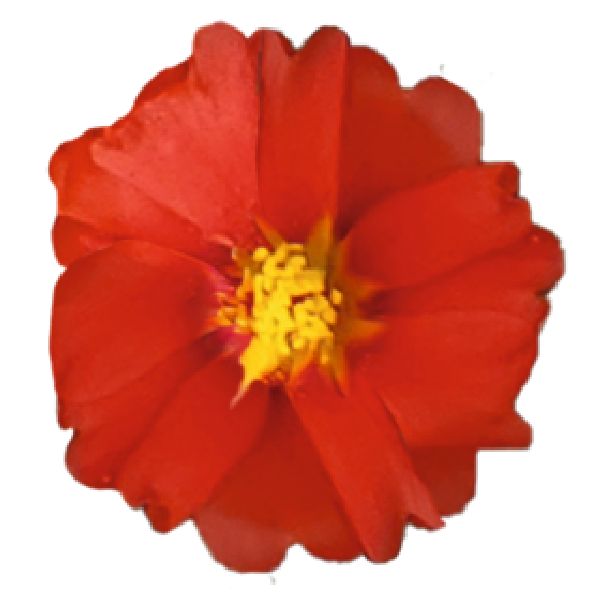 Насіння портулаку Сандіел F1 темно-червоний (deep red) /1.000 насінин/ *Benary*