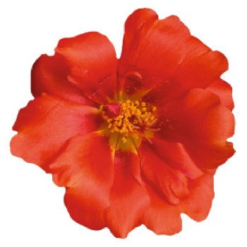 Портулак Сандиел F1 скарлет (scarlet) /1.000 семян/ *Benary*