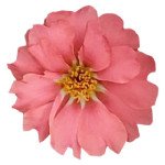 Портулак Сандиел F1 корал (coral) /1.000 семян/ *Benary*