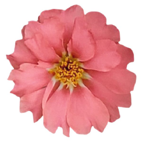 Насіння портулаку Сандіел F1 корал (coral) /1.000 насінин/ *Benary*