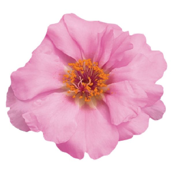 Насіння портулаку Сандіел F1 шифон (chiffon) /1.000 насінин/ *Benary*