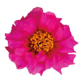 Портулак Сандиел F1 фуксия (fuchsia) /1.000 семян/ *Benary*