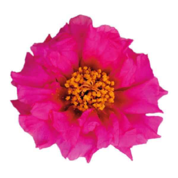 Насіння портулаку Сандіел F1 фуксія (fuchsia) /1.000 насінин/ *Benary*