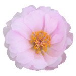 Портулак Сандіел F1 світло-рожевий (light pink) /1.000 насінин/ *Benary*