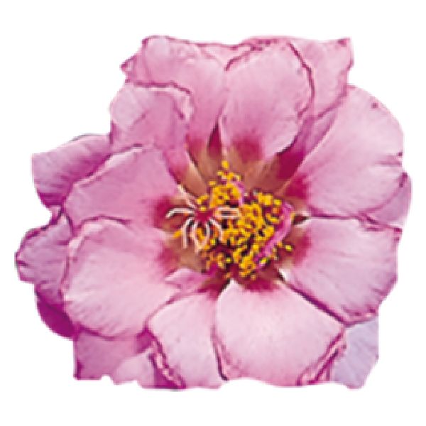 Насіння портулаку Сандіел F1 рожевий (pink) /1.000 насінин/ *Benary*