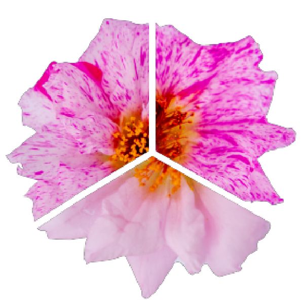 Насіння портулаку Сандіел F1 пеппермінт (peppermint) /1.000 насінин/ *Benary*