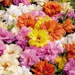 Портулак Стопвотч F1 суміш (mix) /500 мультидраже/ *Benary*