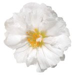 Портулак Стопвотч F1 білий (white) /1.000 насінин/ *Benary*