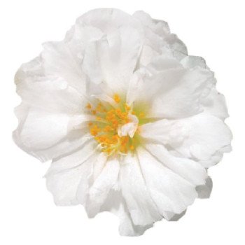 Портулак Стопвотч F1 белый (white) /1.000 семян/ *Benary*