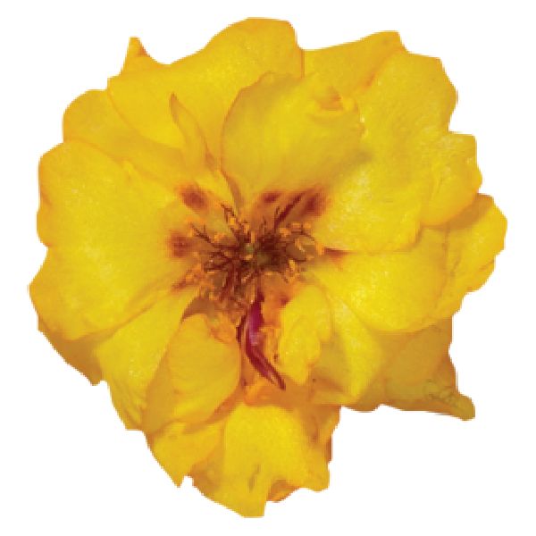 Насіння портулаку Стопвотч F1 жовтий (yellow) /1.000 насінин/ *Benary*