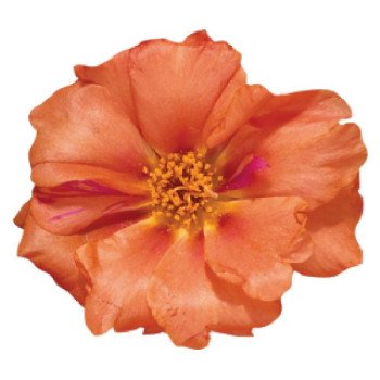 Портулак Стопвотч F1 оранжевый (orange) /1.000 семян/ *Benary*