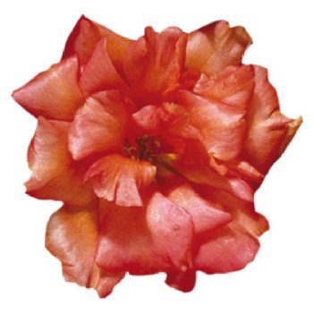 Портулак Стопвотч F1 скарлет (scarlet) /1.000 семян/ *Benary*