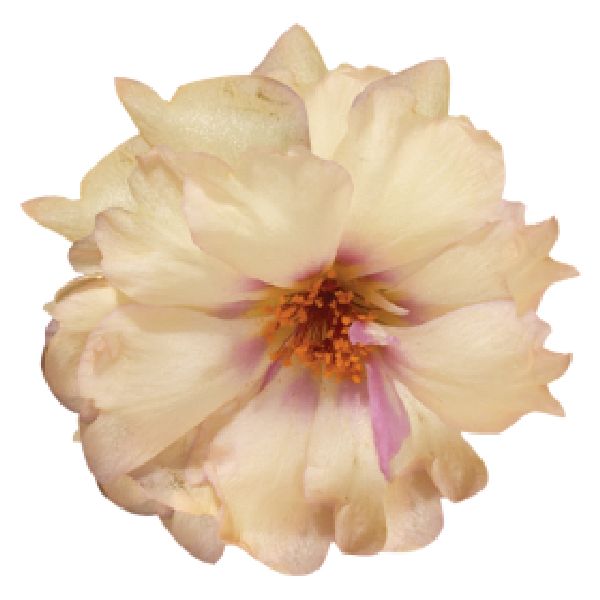 Насіння портулаку Стопвотч F1 кріам (cream) /1.000 насінин/ *Benary*