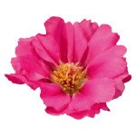 Портулак Стопвотч F1 фуксия (fuchsia) /1.000 семян/ *Benary*