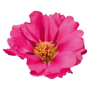 Портулак Стопвотч F1 фуксия (fuchsia) /1.000 семян/ *Benary*