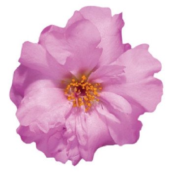 Портулак Стопвотч F1 розовый (rose) /1.000 семян/ *Benary*