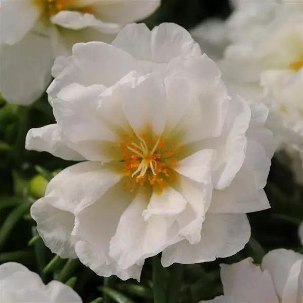 Насіння портулаку Хеппі Ауер коконат (coconut) /1.000 насінин/ *Pan American*