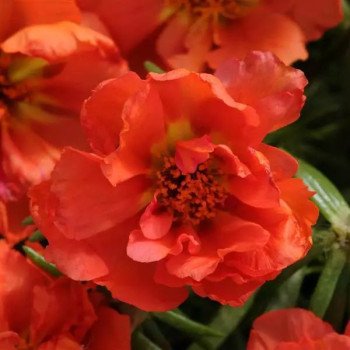 Портулак Хеппі Ауер помаранчевий (orange) /1.000 насінин/ *Pan American*