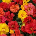 Портулак Хеппі Ауер тропікал суміш (tropical mixture) /1.000 насінин/ *Pan American*