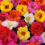 Портулак Хеппі Траілс суміш (mix) /200 насінин/ *Pan American*