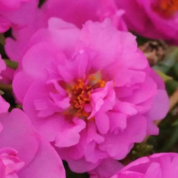 Портулак Хеппі Траілс розіта (rosita) /1.000 насінин/ *Pan American*