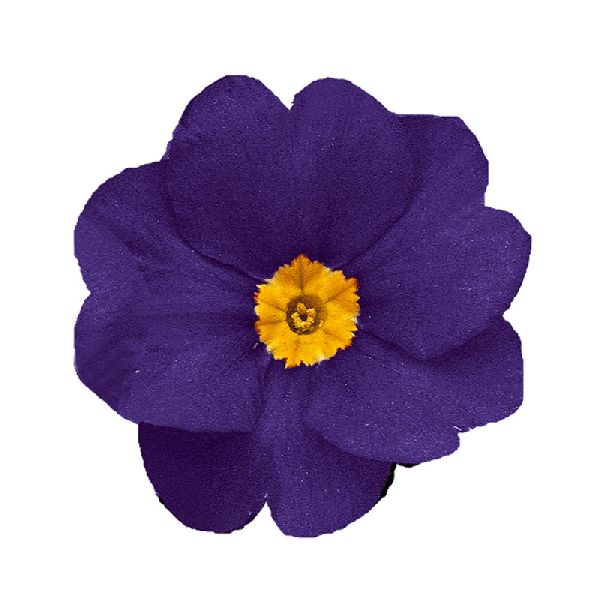 Насіння примули Данова F1 синя (blue) /100 насінин/ *Sakata*