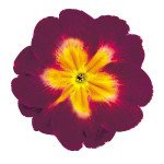 Примула Данова F1 бургунди биколор (burgundy bicolor) /100 семян/ *Sakata*