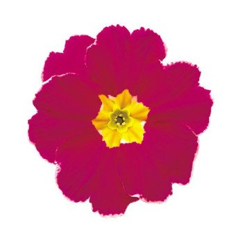 Примула Данова F1 черрі з обідком (cherry with edge) /100 насінин/ *Sakata*