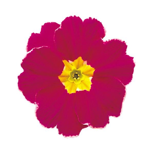 Семена примулы Данова F1 черри с ободком (cherry with edge) /100 семян/ *Sakata*