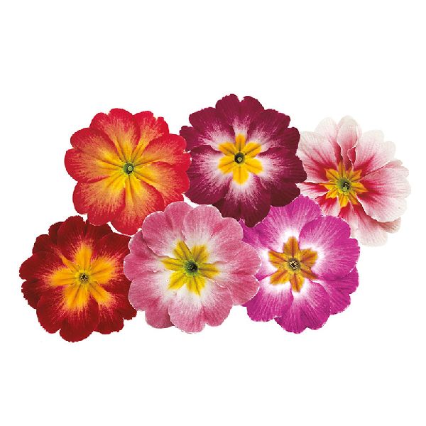 Семена примулы Данова F1 метеор смесь (meteor mix) /100 семян/ *Sakata*