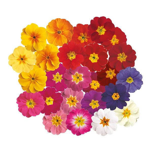 Семена примулы Данова F1 смесь (mix) /100 семян/ *Sakata*