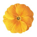 Примула Данова F1 помаранчево-жовта (orange yellow) /100 насінин/ *Sakata*