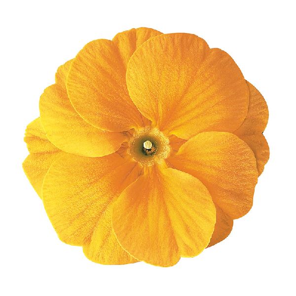 Насіння примули Данова F1 помаранчево-жовта (orange yellow) /100 насінин/ *Sakata*