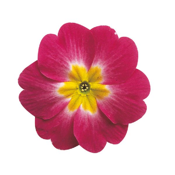 Семена примулы Данова F1 пурпурная биколор (purple bicolor) /100 семян/ *Sakata*