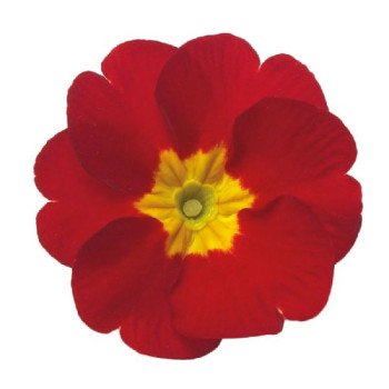 Примула Данова F1 червона (red) /100 насінин/ *Sakata*