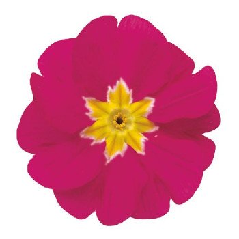 Примула Данова F1 розовая (rose) /100 семян/ *Sakata*