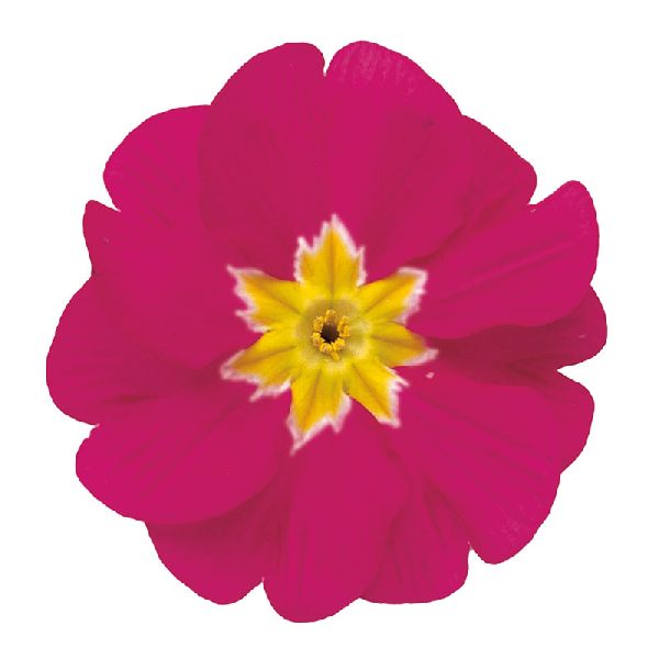 Насіння примули Данова F1 рожева (rose) /100 насінин/ *Sakata*